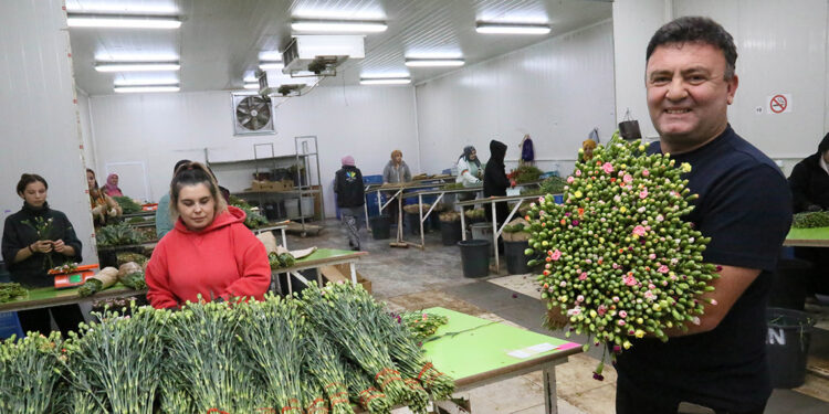 Antalya'dan Avrupa'ya 20 milyon dolarlık Noel çiçeği