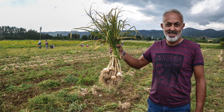 Araban sarımsağı, AB tescilinde son aşamad