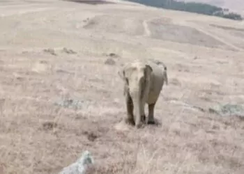 Ardahan'da fil alarmı: jandarma arazide fil arıyor