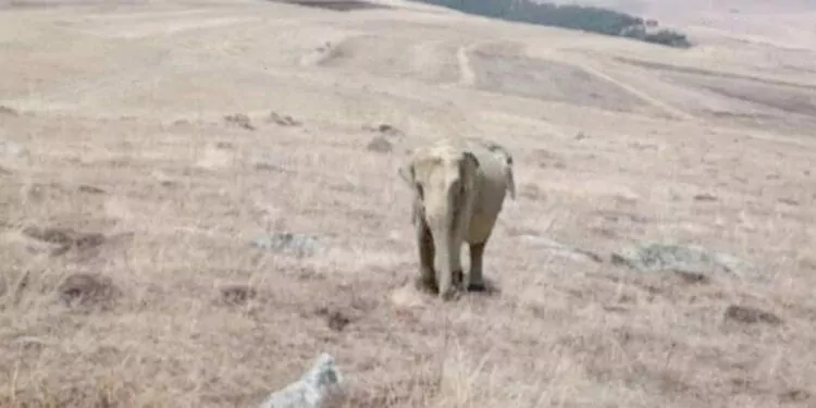 Ardahan'da fil alarmı: jandarma arazide fil arıyor