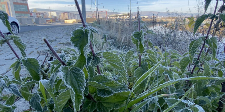 Ardahan'da sis ve kırağı etkili oldu