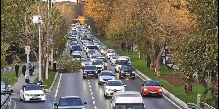 Bakırköy sahilyolunda ağaç yola devrildi