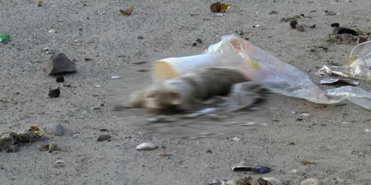 Bakırköy'de dalgalara kapılan çok sayıda yavru kedi öldü 