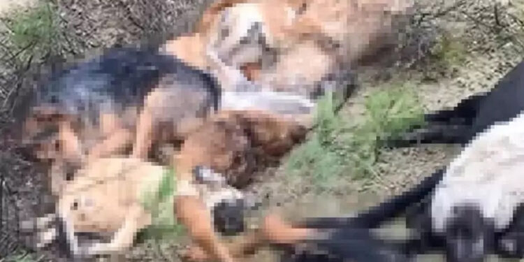 Bilecik'te 14 köpeğin ölümünde gözaltına alınan 5 şüpheli adliyede