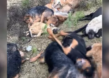 Bilecik'te 14 köpek ölü bulundu; soruşturma başlatıldı