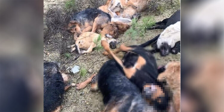 Bilecik'te 14 köpek ölü bulundu; soruşturma başlatıldı
