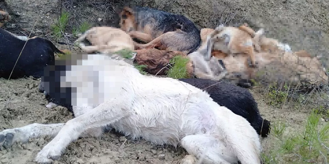 Bilecik'te 14 köpek ölü bulundu; soruşturma başlatıldı