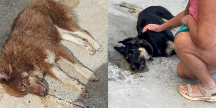 Bodrum'da 3 köpek zehirlenerek öldürüldü