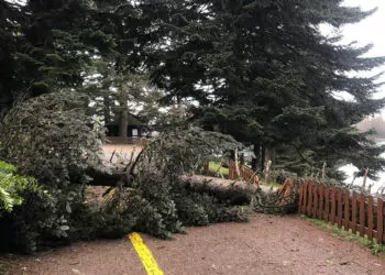 Bolu'da kuvvetli rüzgar; tabiat parkında ağaçlar devrildi