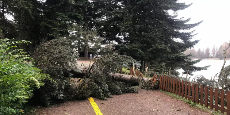 Bolu'da kuvvetli rüzgar; tabiat parkında ağaçlar devrildi