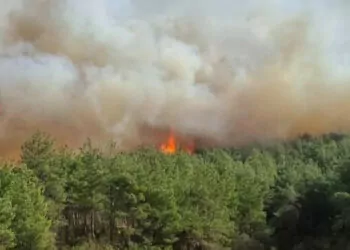 Çanakkale gelibolu'da ormanda yangın