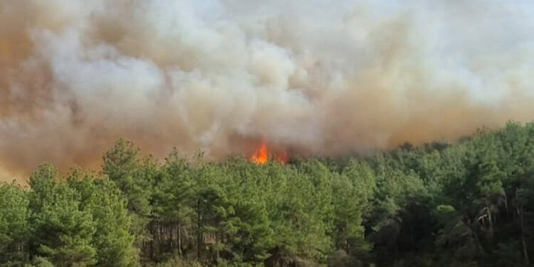 Çanakkale Gelibolu'da ormanda yangın