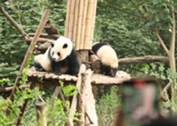 Chengdu kentinin sembolü 'Dev Panda Üreme Merkezi'