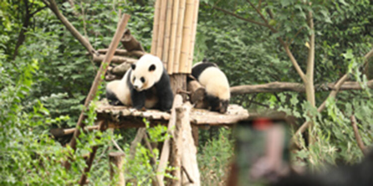 Chengdu kentinin sembolü 'Dev Panda Üreme Merkezi'