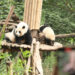 Chengdu kentinin sembolü 'Dev Panda Üreme Merkezi'