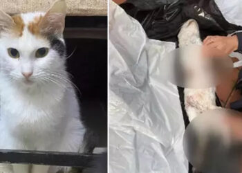 Çiçek isimli kedinin vahşice öldürülmesine tepki