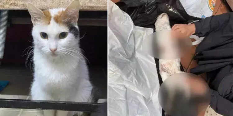 Çiçek isimli kedinin vahşice öldürülmesine tepki