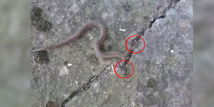 Çift başlı yılan, genetik bozukluğun sonucu