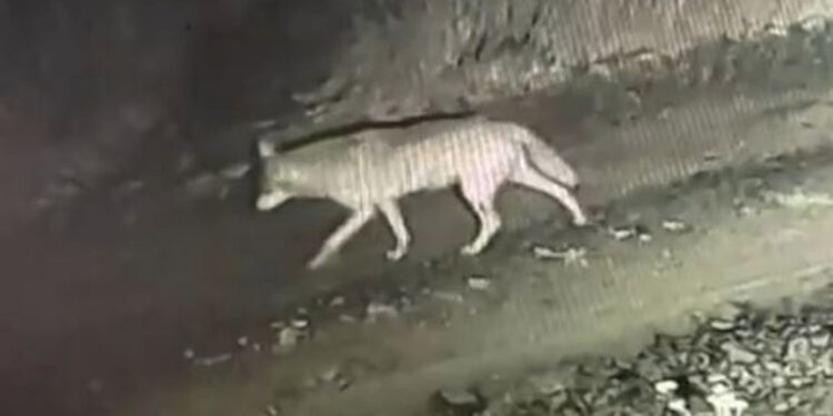 Çiftliğe inen kurtlar kamerada