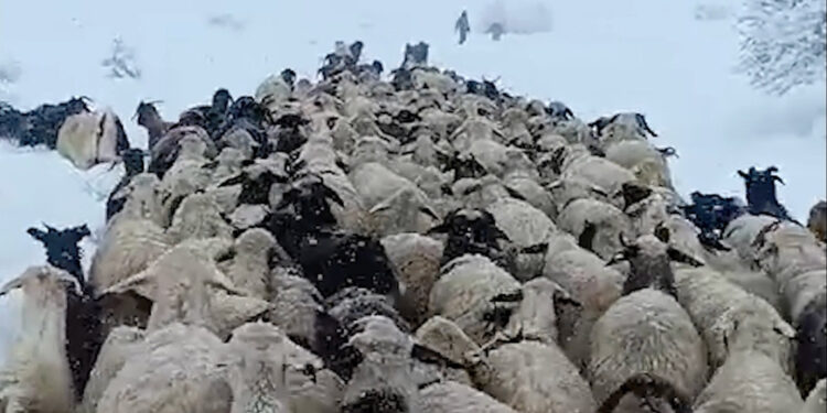 Çoban ve koyunları karda mahsur kaldı
