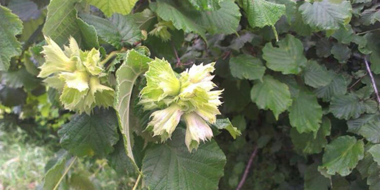 Fındıkta üretim payı düştü