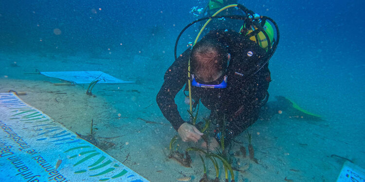 Göcek Körfezi'nde deniz çayırı ekimi yapıldı