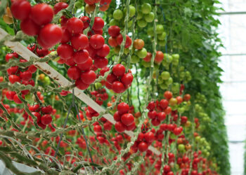 HEKTAŞ’ın yerli sebze tohumları Growtech'te tanıtıldı