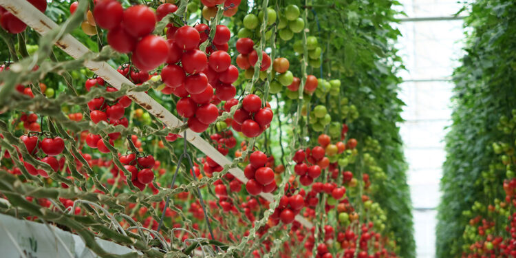 HEKTAŞ’ın yerli sebze tohumları Growtech'te tanıtıldı