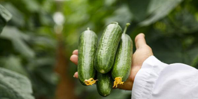 Hıyarda aranan aromayı 7 yılda buldu