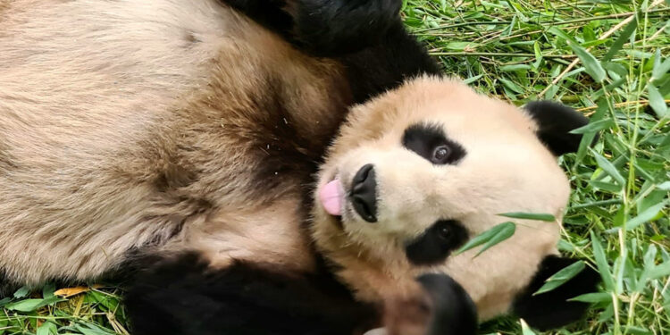 İngiltere, 12 yıl önce Çin'den gelen pandalara veda ediyor