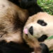 İngiltere, 12 yıl önce Çin'den gelen pandalara veda ediyor