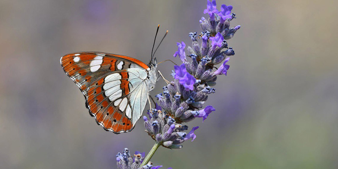 Isparta'da inşaat işçisi Süleyman Erdeğer (44), aynı zamanda 7 yıldır doğa fotoğrafçısı. Özellikle kelebeklere ayrı bir ilgisi olduğunu anlatan Erdeğer, şu ana kadar kentte bulunan 168 kelebek türünden 158'ini fotoğrafladığını söyledi.