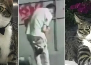 Kaçırdığı kediyi tekmeleyip öldüren şüpheli tutuklandı
