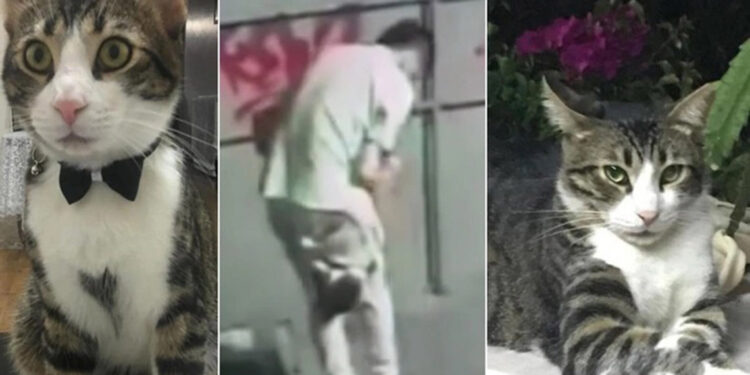 Kaçırdığı kediyi tekmeleyip öldüren şüpheli tutuklandı