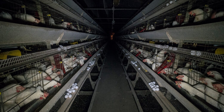 Kafes yumurtacılığı 'en' eziyetli üretim yöntemi