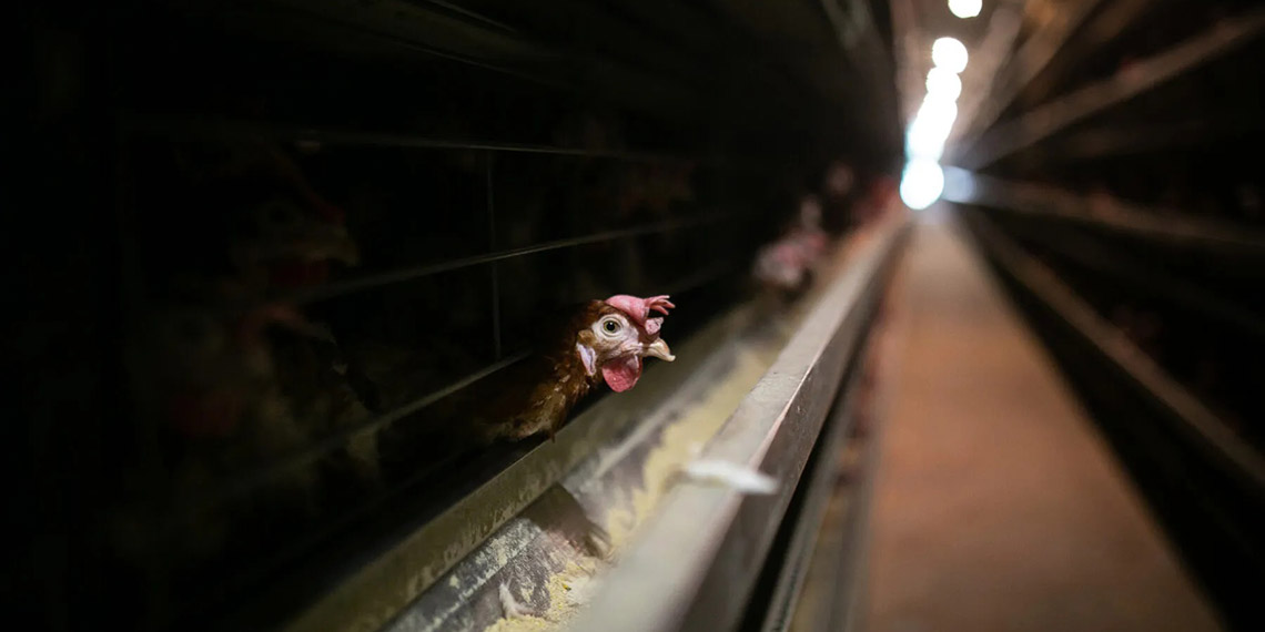 Hayvan hakları dediğimizde neden tavuklar hiç aklımıza gelmez? Oysa ki Türkiye’de yetiştirilen hayvanlar arasında en gaddarca muamele görenler tavuklardır.