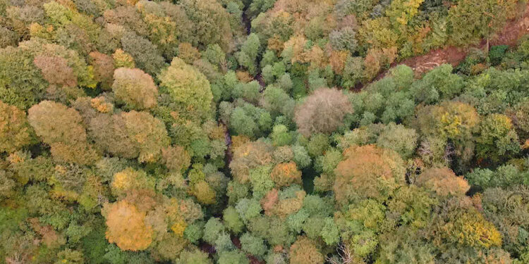 Karadeniz ormanlarında sonbahar güzelliği
