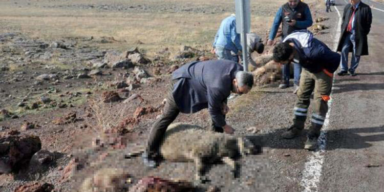 Kars'ta tur minibüsü sürüye çarptı; 25 koyun öldü