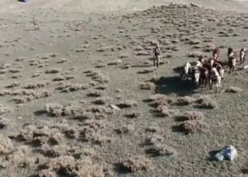 Kaybolan 30 inek, jandarma tarafından dron ile bulundu