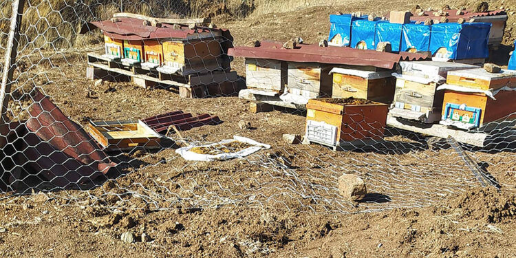 Kış uykusuna yatmayan ayılar, kovanlara dadandı