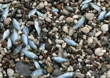 Konyaaltı sahili'nde balık ölümleri