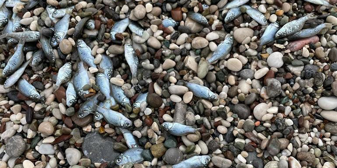 Konyaaltı Sahili'nde balık ölümleri