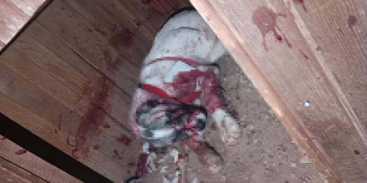 Köpeğini 10 yerinden bıçaklayan şüpheli, gözaltına alındı