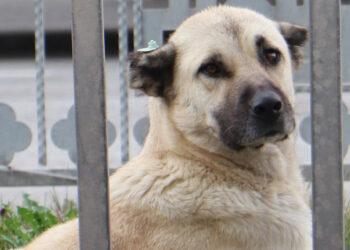 'Köpek görünce ağaç olacaksın' düşüncesi yanlış