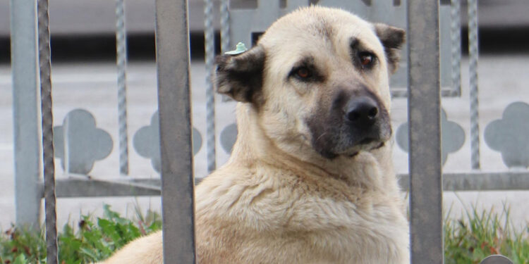 'Köpek görünce ağaç olacaksın' düşüncesi yanlış