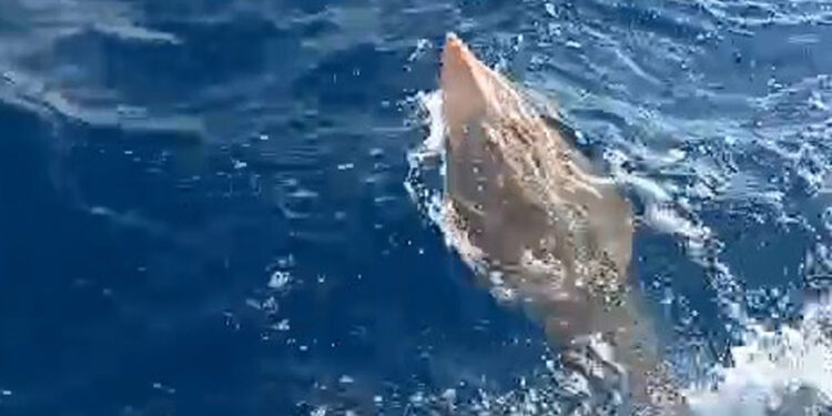 Koruma altındaki 'insan yüzlü' balık, denize bırakıldı