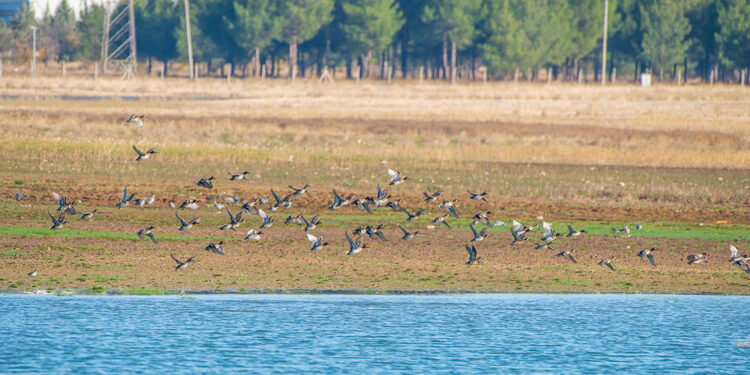 Kuzey Avrupa’dan Diyarbakır'a kuş göçü