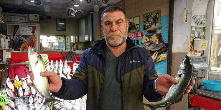 Lüferin artışı palamudun önünü kesti