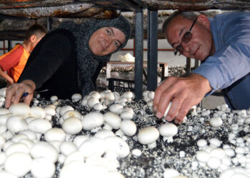 Muhtar, köyüne mantar kooperatifi kuruyor