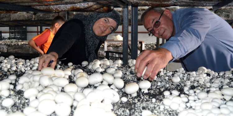 Muhtar, köyüne mantar kooperatifi kuruyor